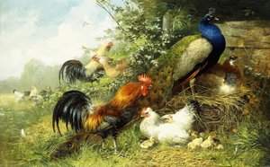 Gevogelte en pauwen, 1899