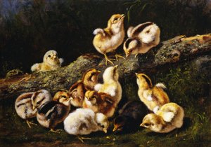 Kleine huisdieren