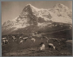 Koeien op de Kleine Scheidegg in het Berner Oberland, op de achtergrond de Eiger en de Mönch (detail)