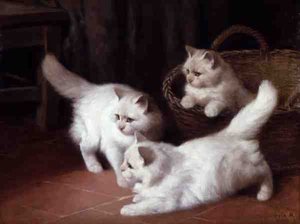 Drie witte Angora-kittens