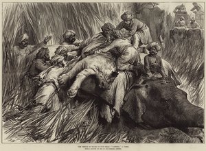 De Prins van Wales in de Terai, Een Tijger Vangen