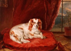 Een Cavalier King Charles Spaniël liggend op een rood kussen