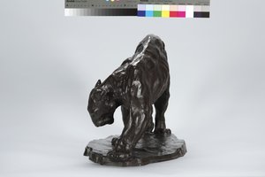 Grote Puma die een Os Spoor Ruikt