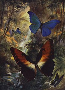 Mooie vlinders: De twee mooiste morpho