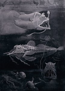 Diepzeevis
