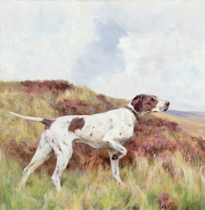 Een Pointer door Arthur Wardle