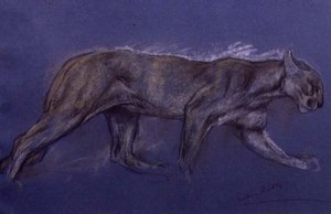 Puma
