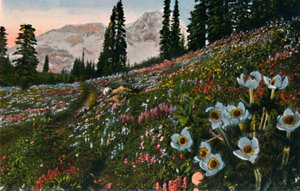 De anemoon in Mount Rainier National Park