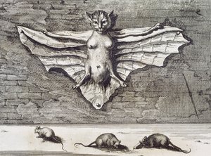 Cattus volans, 1667 door Athanasius Kircher