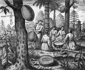 Chinese vruchten (Arbor polomie, Chinese papaja), gravure uit China monuments door Athanasius Kircher