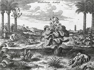 Rabarberplant, gravure uit China monuments door Athanasius Kircher