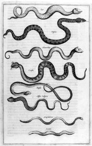Slangen, 1675