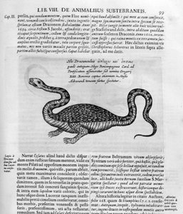 Kleine draak, 1678