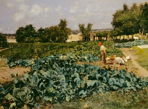 De koolveld