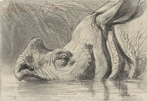 Hoofd van een neushoorn, half ondergedompeld in het water