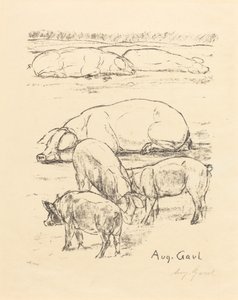 Varkens
