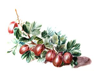 Kruisbessen door Augusta Innes Withers