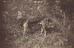 Studie van een Hond, late 1870s