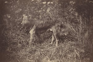 Studie van een hond,eind jaren 1870 (foto)