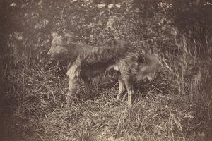 Studie van een hond