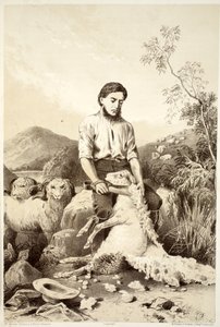Schapenscheren, uit The History of Australasia door David Blair, McGrady, Thomson, en Niven, 1879