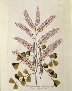 Botanisch: 