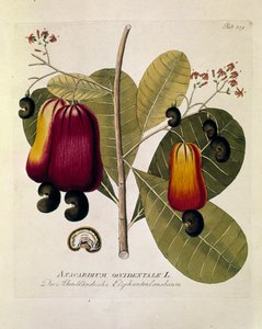 Botanisch: Cashewnoten door Austrian School