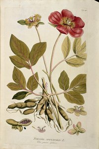 Botanisch: 