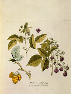 Botanisch: 