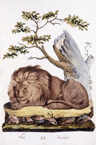 Leeuw, 1794