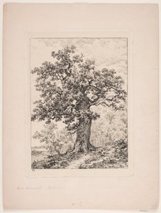 De eik van Niels Ebbesen. Gyllingnæs bos