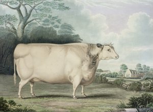 De Habertoft Korthoornige Prijs Koe, gegraveerd door C. Hunt, 1842