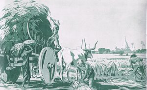 Een rijstveld in Birma, uit MacMillan schoolposters, c.1950-60s (litho) door Ba Nyan