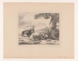 Bok en schaap
