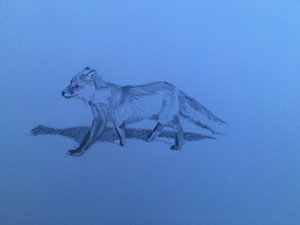 Vos, 2018 door Barbara Hoogeweegen