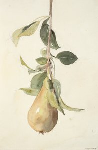 Peer