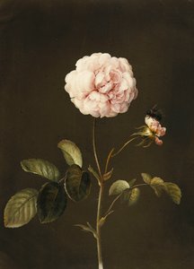 Een Gallica-roos met een hommel door Barbara Regina Dietzsch