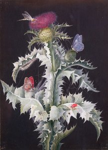 Een Studie van een Distel met Insecten