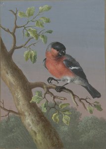 Goudvink door Barbara Regina Dietzsch