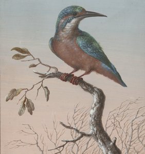 IJsvogel (Vier gouaches van vogels)