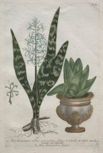 Aloë