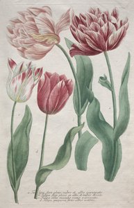 Tulpen