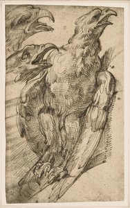 Studie van een adelaar door Bartolomeo Passarotti