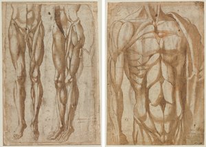 Twee Studies van een Gevild Man (recto) Studie van een Gevild Torso (verso) door Bartolommeo da Arezzo