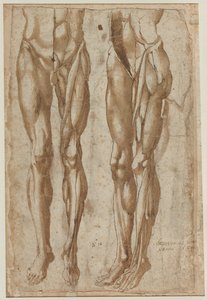 Twee Studies van een Gevild Man recto Studie van een Gevild Torso verso, 1554 door Bartolommeo da Arezzo