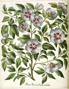 Alcca Syriaca, uit 