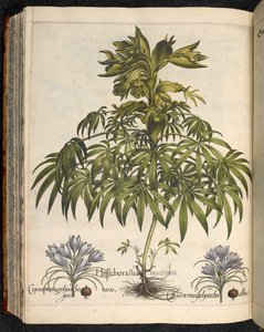 Helleboraster maximus, uit Hortus Eystettensis, ... Basilius Besler door Basilius Besler