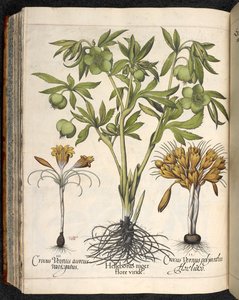 Helleborus niger, Crocus vernus, uit Hortus Eystettensis, door Basilius Besler door Basilius Besler