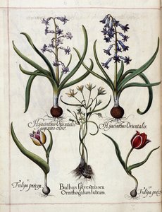 Hyacint en tulp, uit 