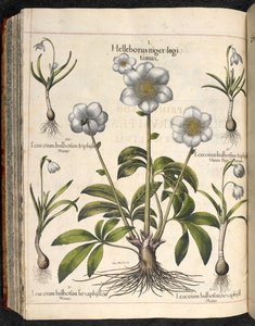Plaat 29: Helleborus niger ... Hortus Eystettensis, ... Basilius Besler door Basilius Besler